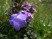 36 con Campanula di Scheuchzer (Campanula scheuchjzeri)